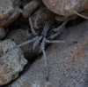 Thanatus sp. Thanatus sp.