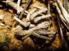 Thanatus sp.