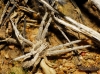 Thanatus sp.