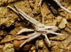 Thanatus sp.
