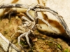 Thanatus sp.