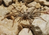 Thanatus sp. Thanatus sp.
