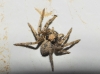 Thanatus sp. Thanatus sp.