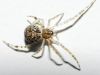 Theridion sp.