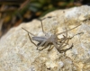 Tibellus sp.
