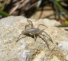 Tibellus sp.