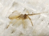 Uloborus walckenaerius