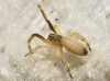 Uloborus walckenaerius