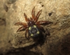 Uroctea durandi
