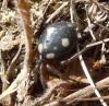 Uroctea durandi