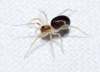 Zodarion sp.