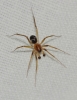 Zodarion sp.