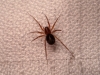 Zodarion sp.