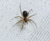 Zodarion sp.