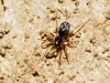 Zodarion sp.