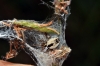 a determinar, Dictynidae 20711