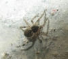 theridiidae