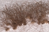 Cosmobunus granarius Cosmobunus granarius