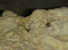 Cosmobunus granarius Cosmobunus granarius
