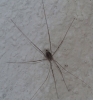 Cosmobunus granarius Cosmobunus granarius