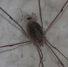 Cosmobunus granarius Cosmobunus granarius