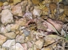 Cosmobunus granarius Cosmobunus granarius