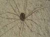 Cosmobunus granarius Cosmobunus granarius