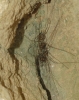 Cosmobunus granarius Cosmobunus granarius