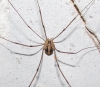 Cosmobunus granarius Cosmobunus granarius