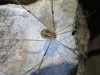 Cosmobunus granarius