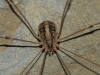 Cosmobunus granarius