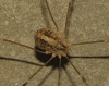 Cosmobunus granarius