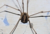 Cosmobunus granarius Cosmobunus granarius