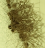 Cosmobunus granarius Cosmobunus granarius