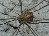 Cosmobunus granarius Cosmobunus granarius