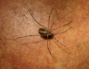 Cosmobunus granarius Cosmobunus granarius