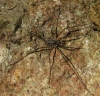 Dasylobus