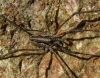 Dasylobus