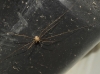 Dicranopalpus caudatus