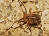 Homalenotus