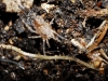 Homalenotus