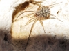 Homalenotus