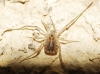 Homalenotus