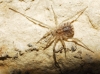 Homalenotus