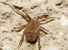 Homalenotus coriaceus Homalenotus coriaceus