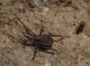 Homalenotus coriaceus Homalenotus coriaceus