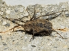 Homalenotus coriaceus Homalenotus coriaceus