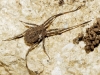 Homalenotus coriaceus Homalenotus coriaceus