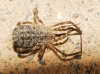 Homalenotus coriaceus Homalenotus coriaceus