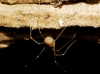LEIOBUNINAE